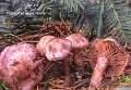 Hygrophorus capreolarius-amf947